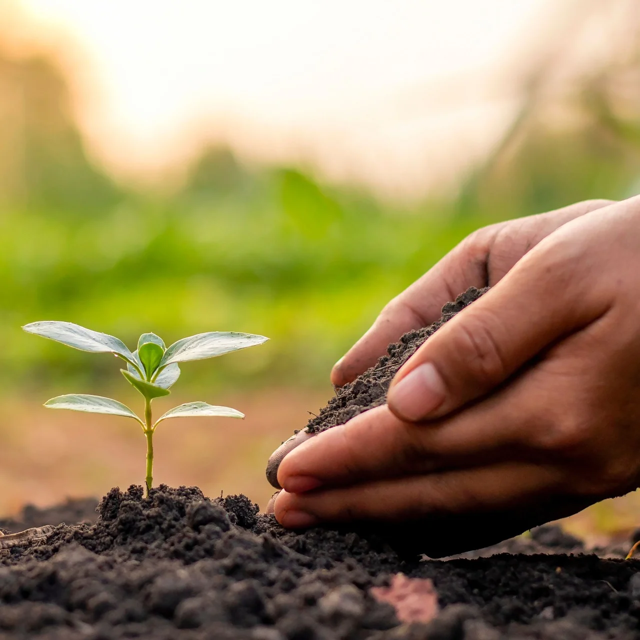 holding soil next to plant.webp