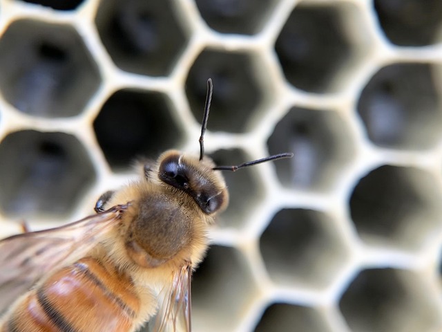Meet the B Hive: Driving Sustainability from Within at Lorax EPI
